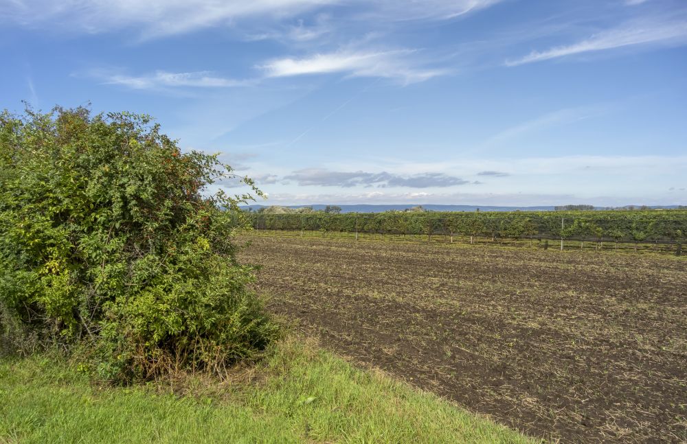 Agricultural Land Clearing