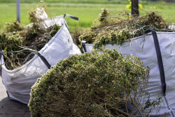 Shrub Clearing