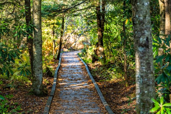 Trail Clearing in Oconomowoc