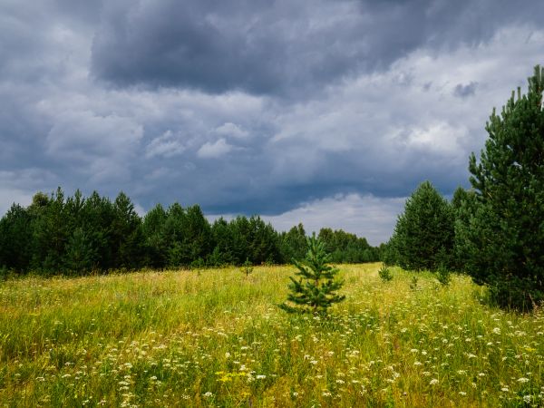 Elevation Clearing