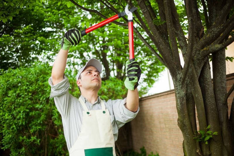 Tree and Brush Removal Services